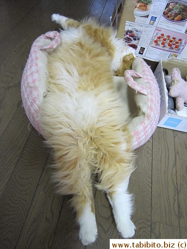 The bed is really getting too small for Efoo