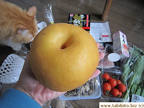 A gigantic SWEET nashi pear