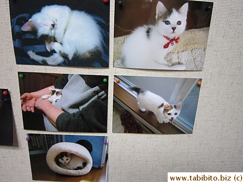 The dentist's cat