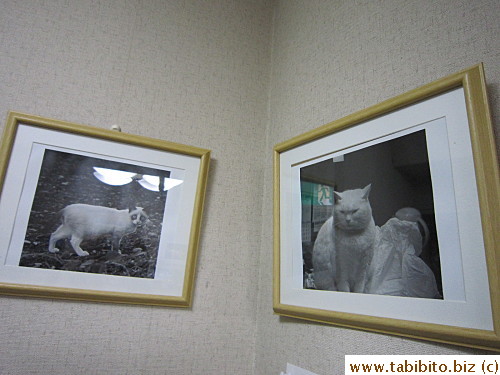 Cats that have passed away?