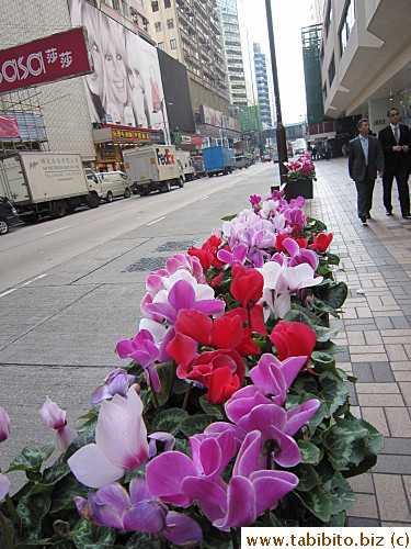 Cyclamen on Canton Road