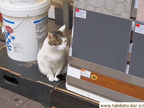 A cat in Mongkok