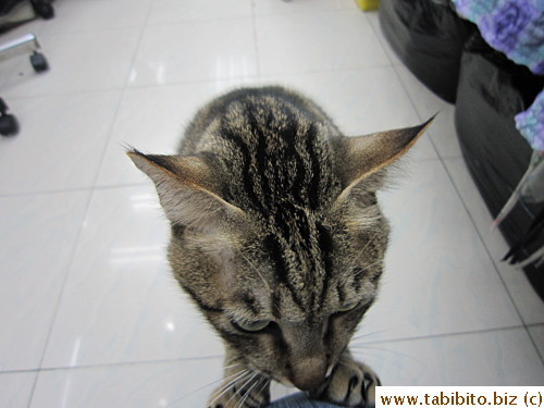A shop that C bought tops from has the friendliest cat