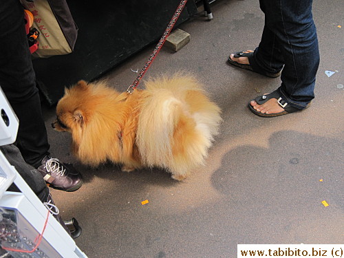 A pomeranian in Sham Sui Po