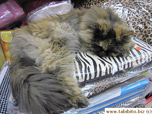 While browsing in a shop with Serlina in Women's Street, we saw this cat