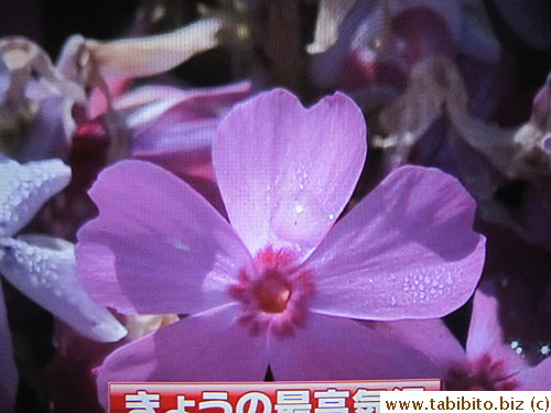 This is the shibazakura, so called because they resemble a sakura (cherry blossom) flower and grow on the ground forming a pink lawn (shiba means lawn)