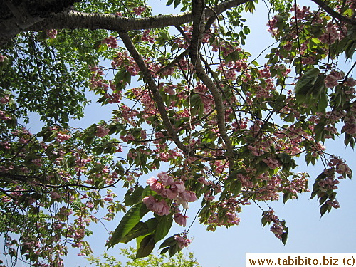 Cherry tree right over our heads
