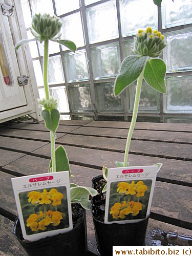 Bought these at Herb Hall