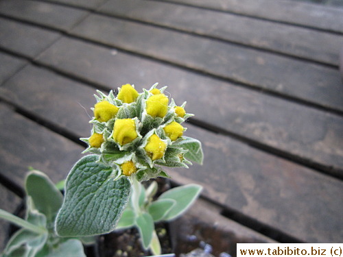 Pretty little yellow buds