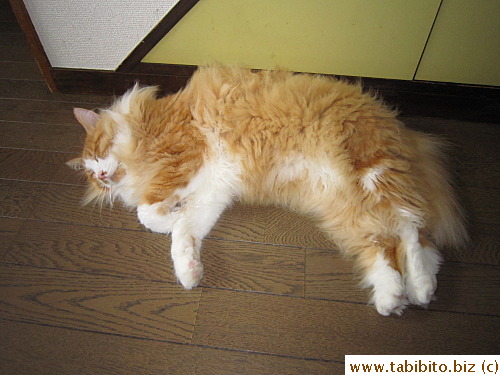 Efoo sleeps on the floor a lot