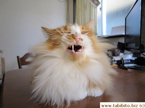 A yawn coming
