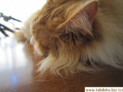 Hairy Efoo