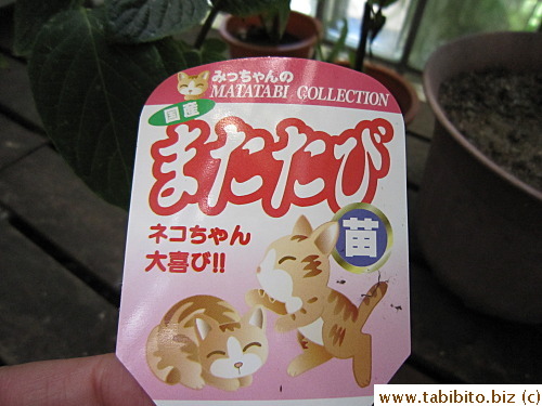 they are called Matatabi