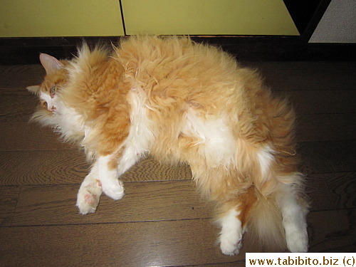 He helps mop the floor