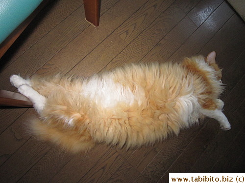 He's not THAT overweight