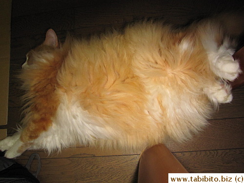 OK, maybe this one he looks a bit fat