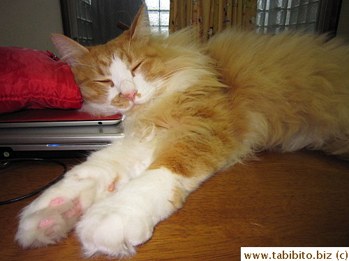 A rather expensive pillow you got there