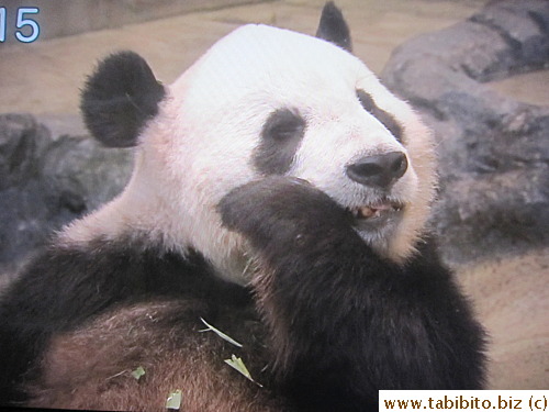 Panda is the cutest animal on Earth!