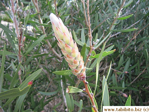 Don't know what plant this is but it looks native too