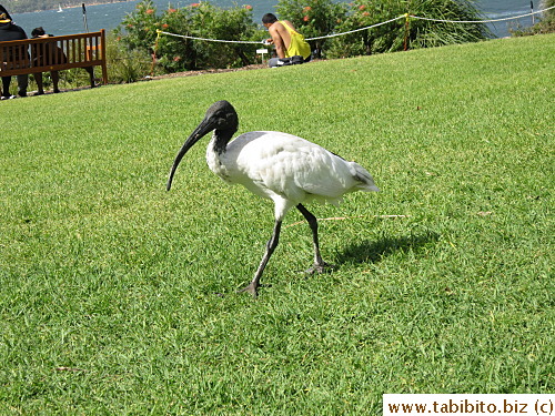 There are many species of birds in the Garden including the Australian White Ibis