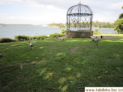 They are forever foraging