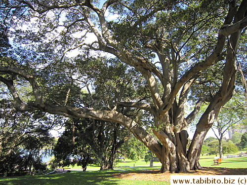 There are lots of big trees in the garden
