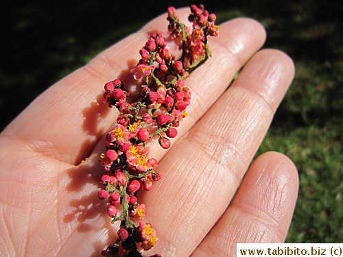 (I picked this up from the ground) looks like berries before they bloom