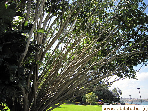 Interesting branches