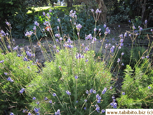 Wild lavender?