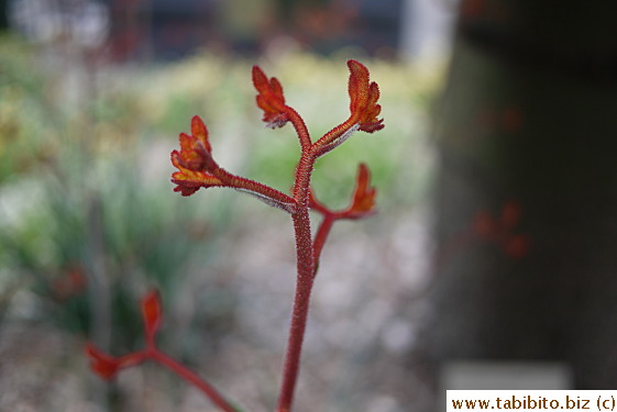 Another native plant, Kangaroo paws