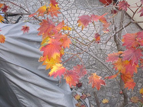 The changing colors are so gorgeous