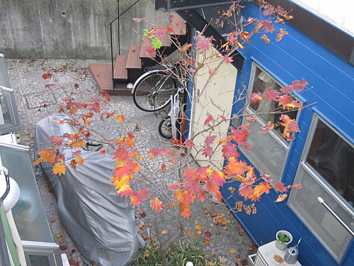 In mid December, I shot a picture of the tree in the back courtyard of our complex