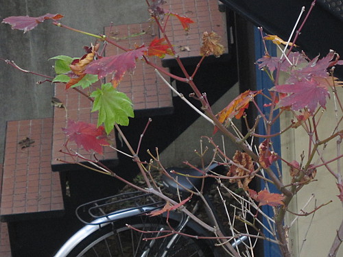 Two single green leaves