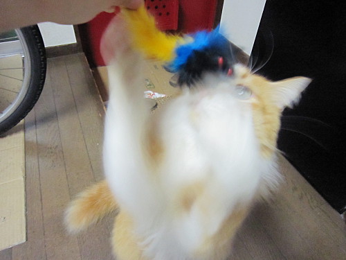as usual when he sees a toy mouse