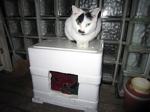 The styrofoam box is warm, but a pet heater would help