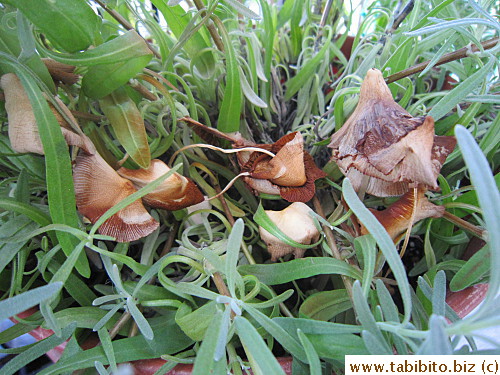 Mushroom in my pot of lavender!