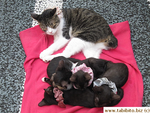 They might've been drugged?!