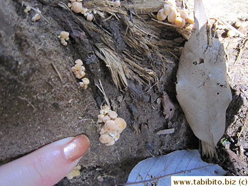 Awww, teeny weeny mushrooms