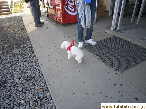 Cute poodle