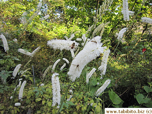 Looks like skinny bottlebrushes