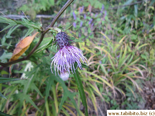 They have pretty purple flowers