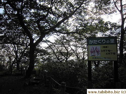First sightseeing spot on the way is Katakurinosato, this is where one can see wild purple lilies from late March to late April