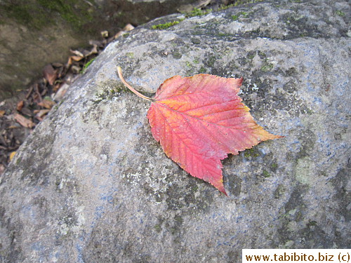 The only red leaf I saw that day