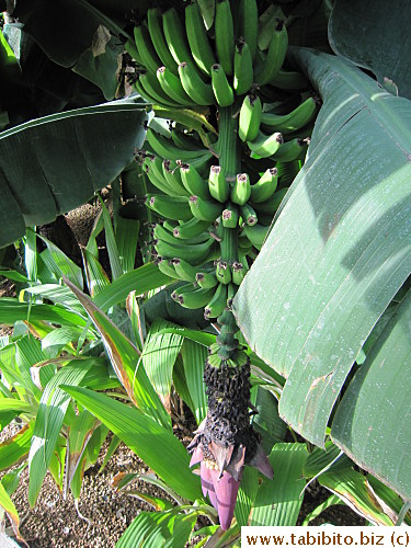 Bananas