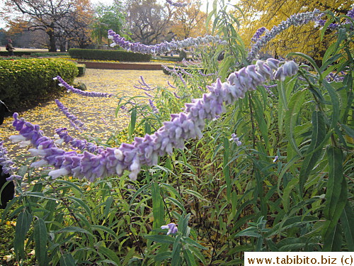Blurry picture of a fuzzy plant