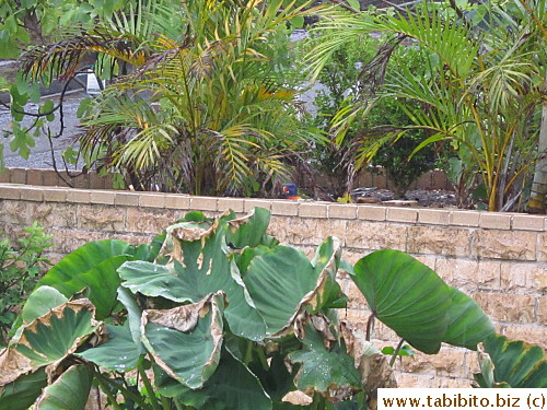 A rainbow lorikeet in nextdoor's frontyard