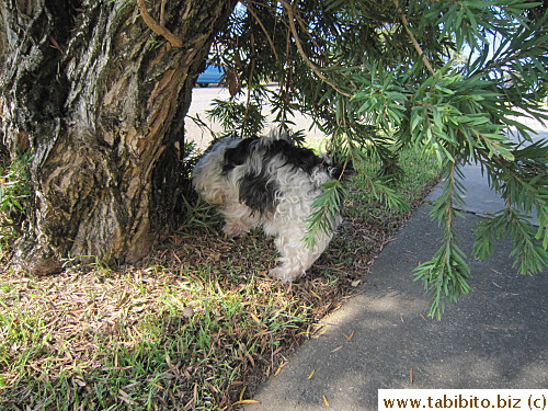 A neighborhood dog runs wild one day