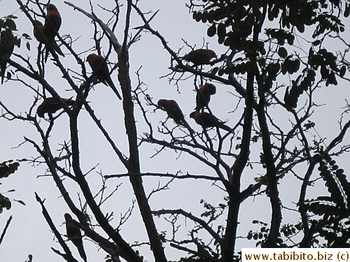 A bunch of lorikeets in a random tree in Hurstville, too bad this photo doesn't show their beautiful rainbow colors