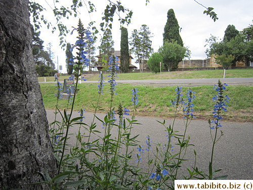 Nice wild flowers