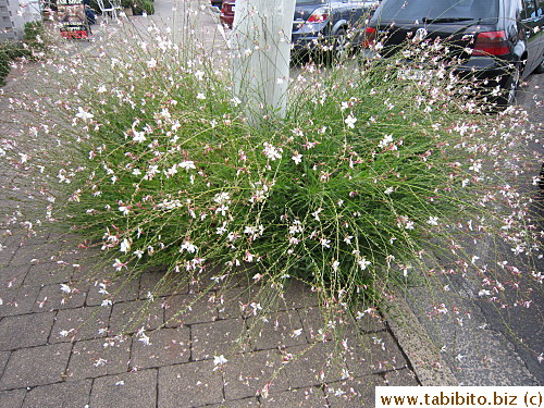 Another wild plant on the street